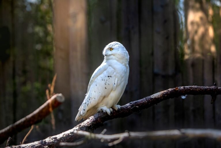 A white snowy owl perched on a branch in soft light