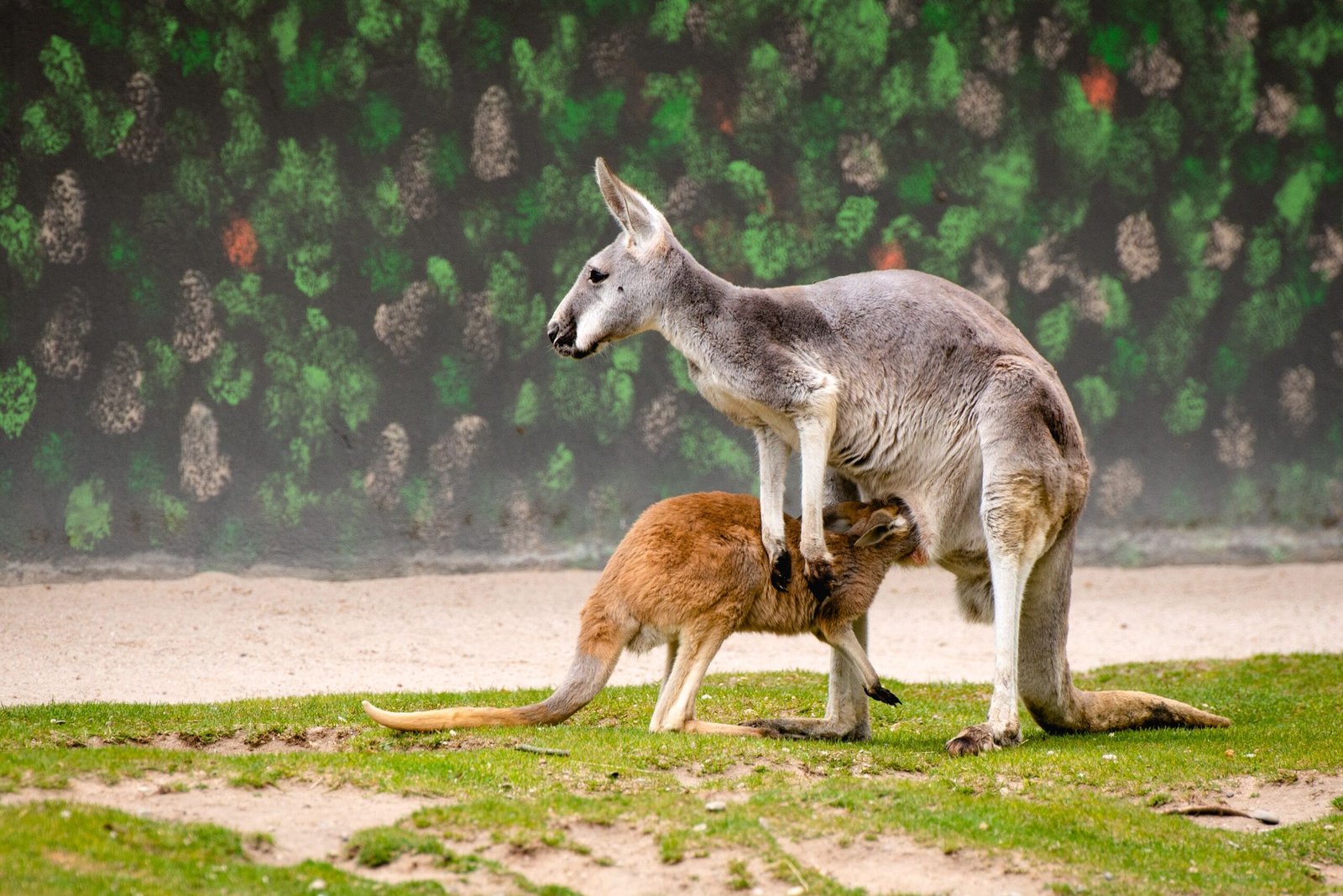 Kangaroos