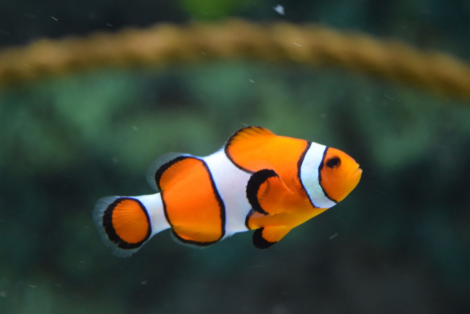 Taiwan's Ocean Animals