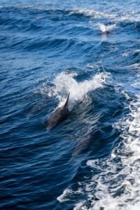 Dolphins — Smart Friends of the Sea (Level C ESL Worksheet)