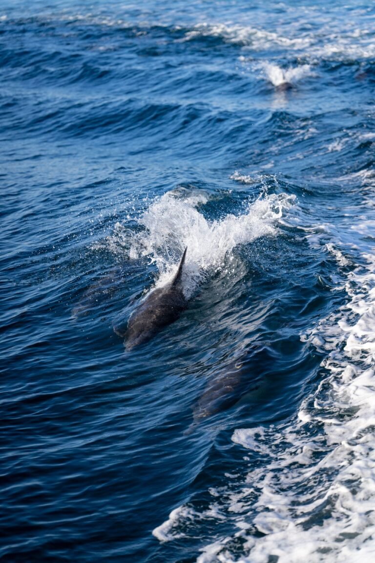 Dolphins — Smart Friends of the Sea (Level C ESL Worksheet)