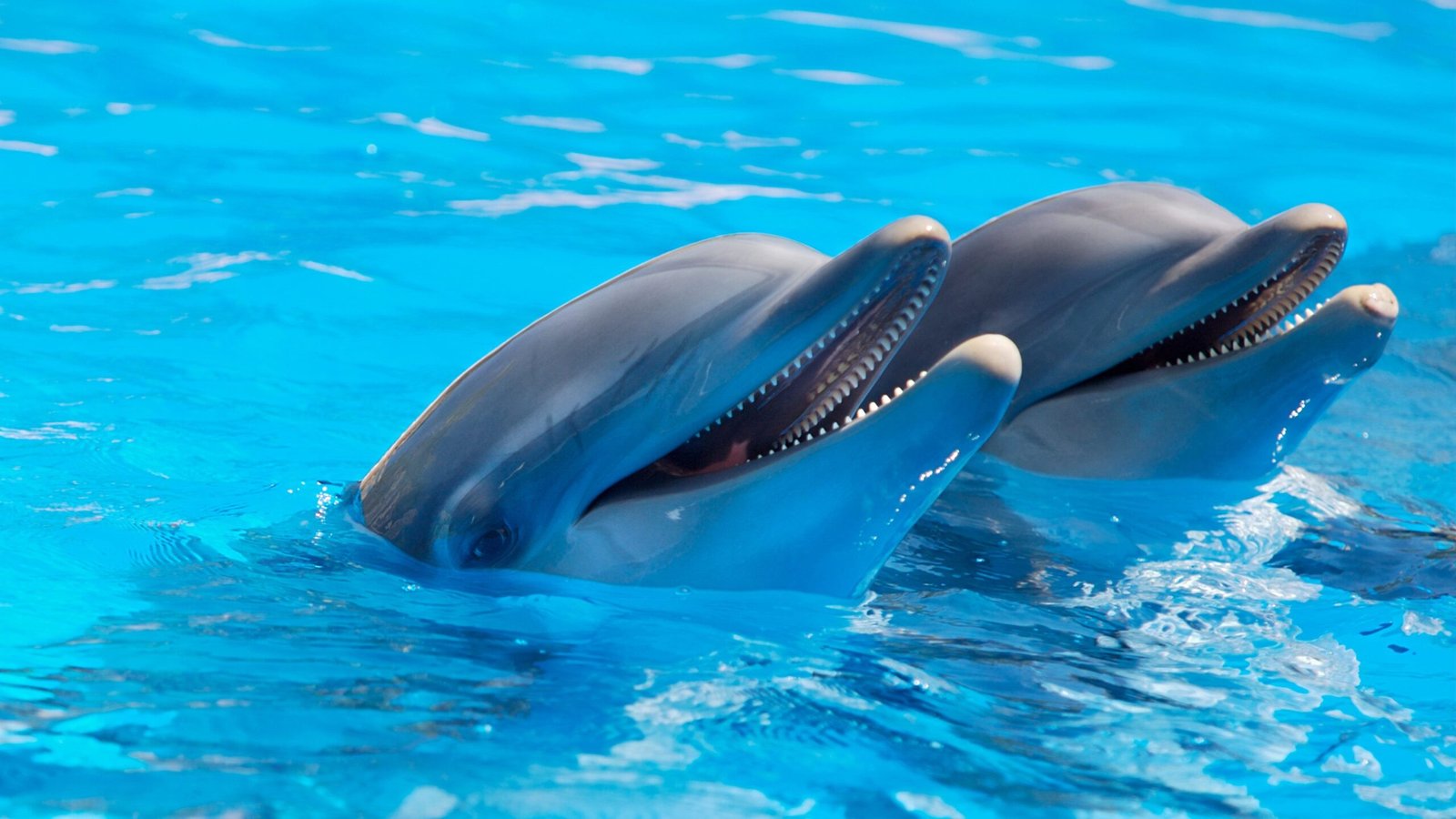 Dauphins - Amis intelligents de l'océan