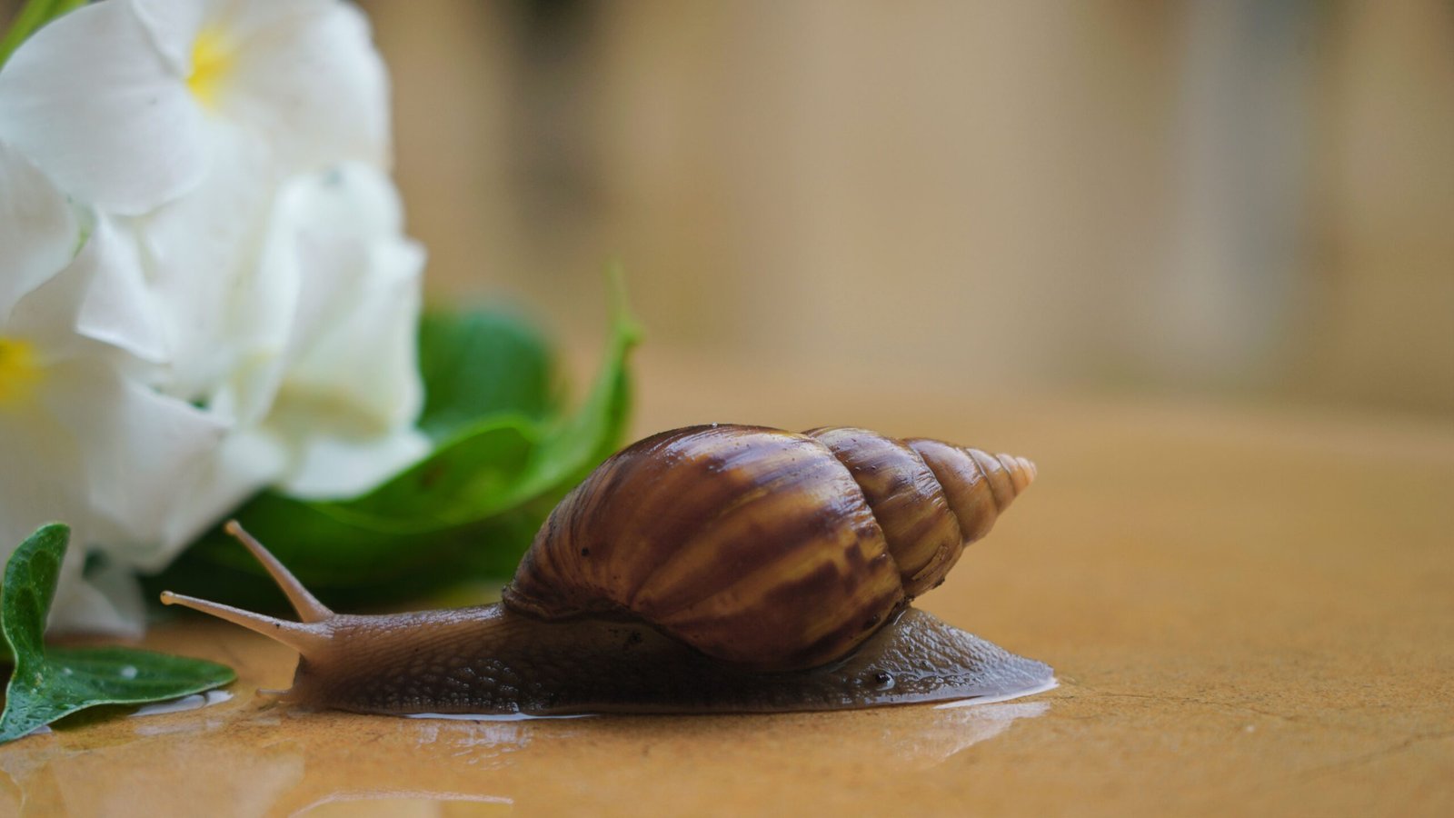 Giant African Snails