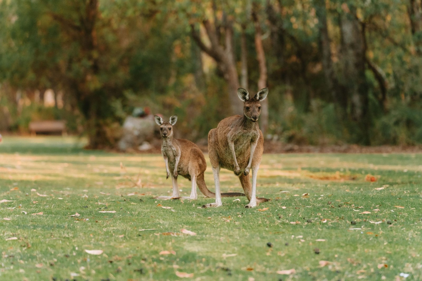 Kangaroos worksheet