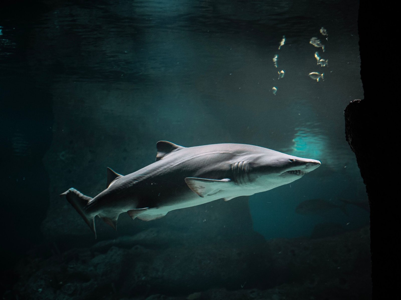 Sharks - Ocean Predators
