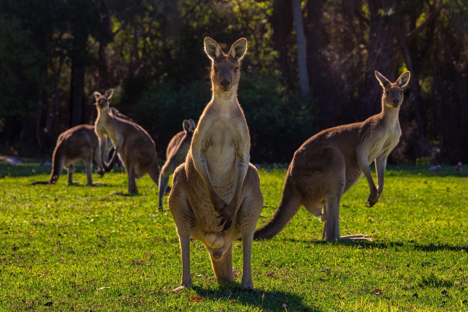 Kangaroos worksheet