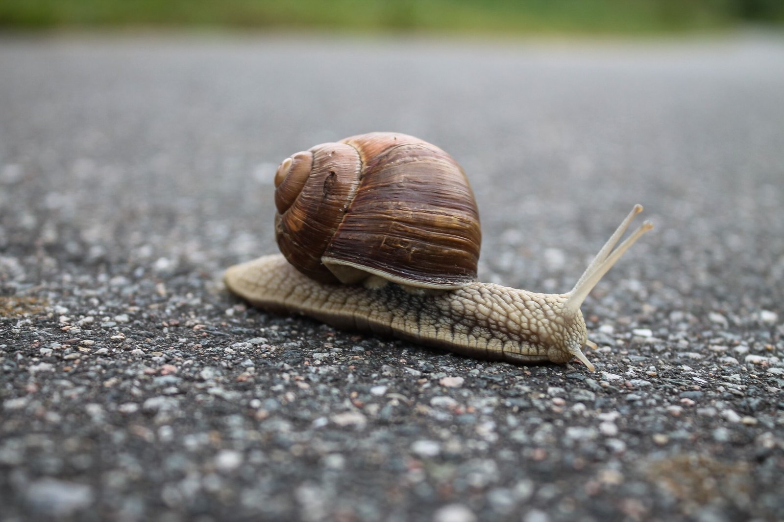 Giant African Snails