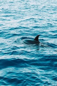 The Dolphin — Intelligent Mammal of the Open Sea (Level F ESL Worksheet)