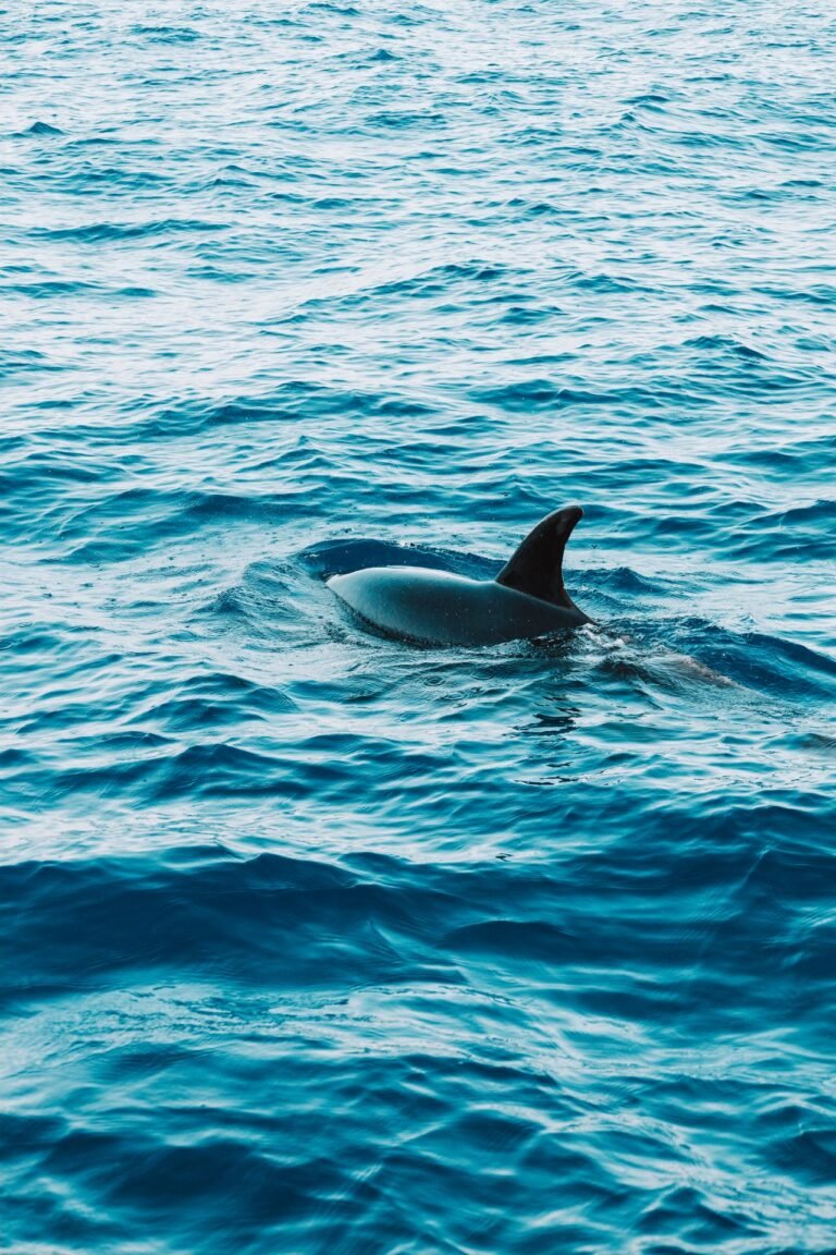 The Dolphin — Intelligent Mammal of the Open Sea (Level F ESL Worksheet)