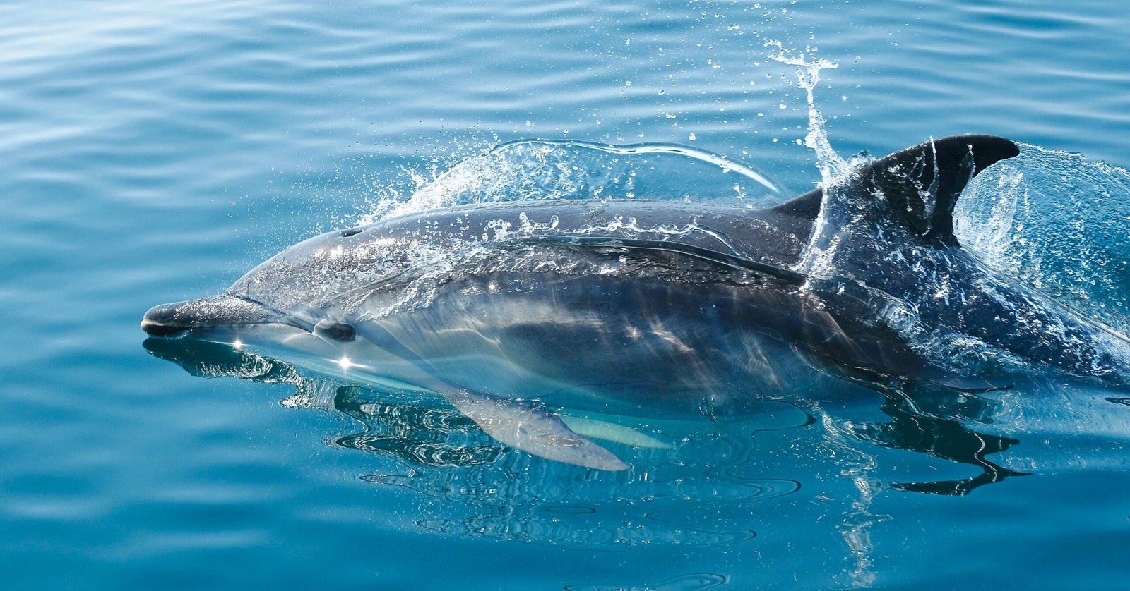 Dauphins - Amis intelligents de l'océan