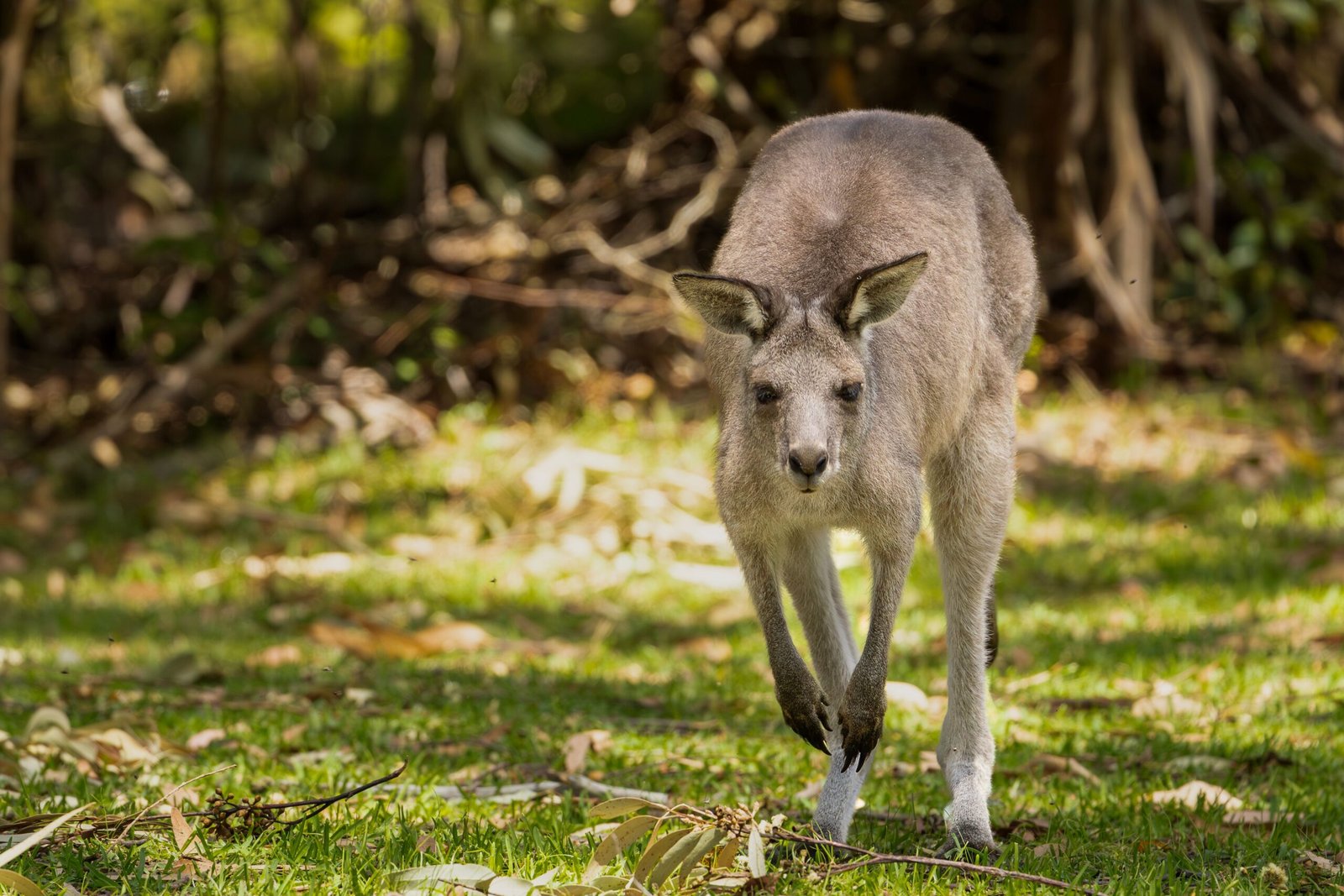 Kangaroos
