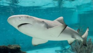 Sharks ESL Worksheet — Elementary Level C Reading PDF