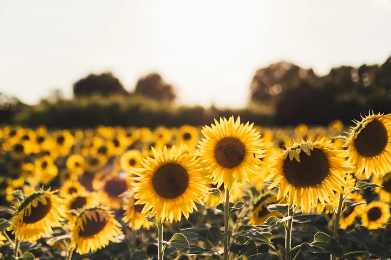 Sunflower field showing the compound word sun plus flower