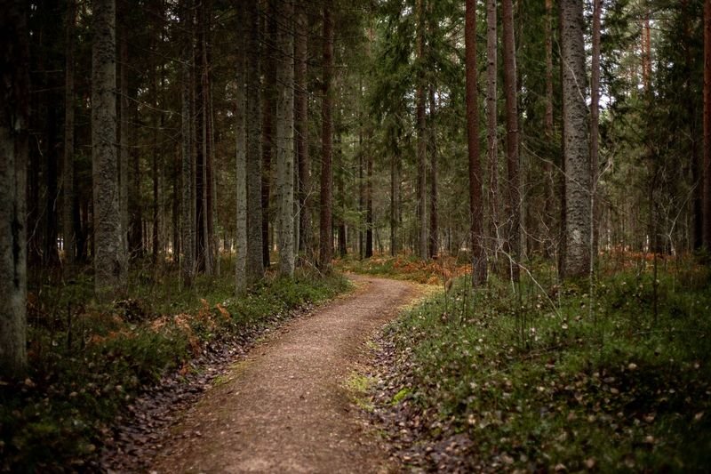 Hiker taking a shortcut through a forest path, illustrating cut through and cut across