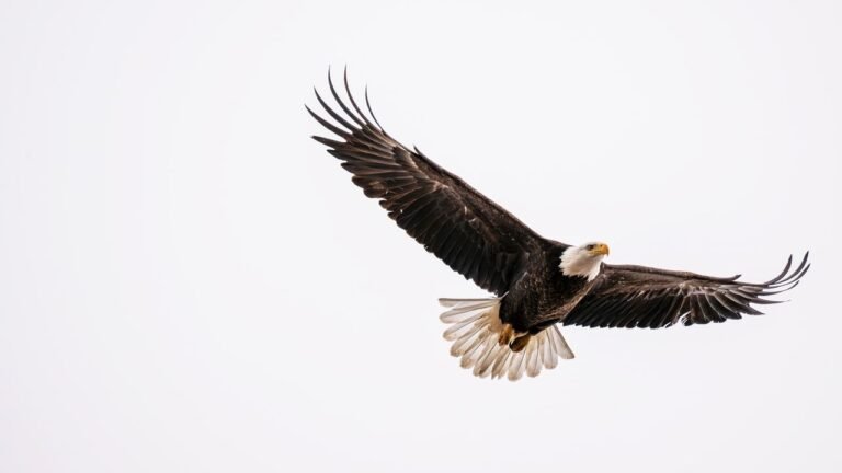 Eagles ESL Worksheet — Elementary Level C Reading PDF