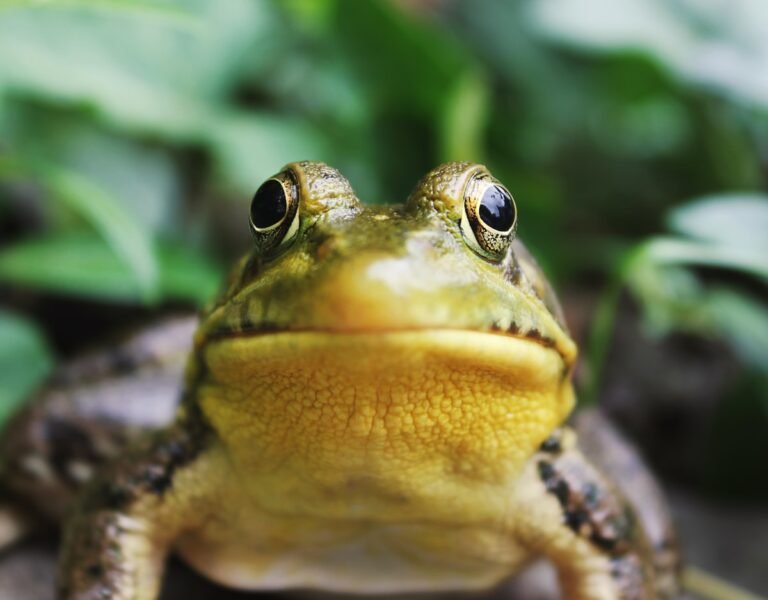 The Frog ESL Worksheet — Advanced Level F Reading PDF