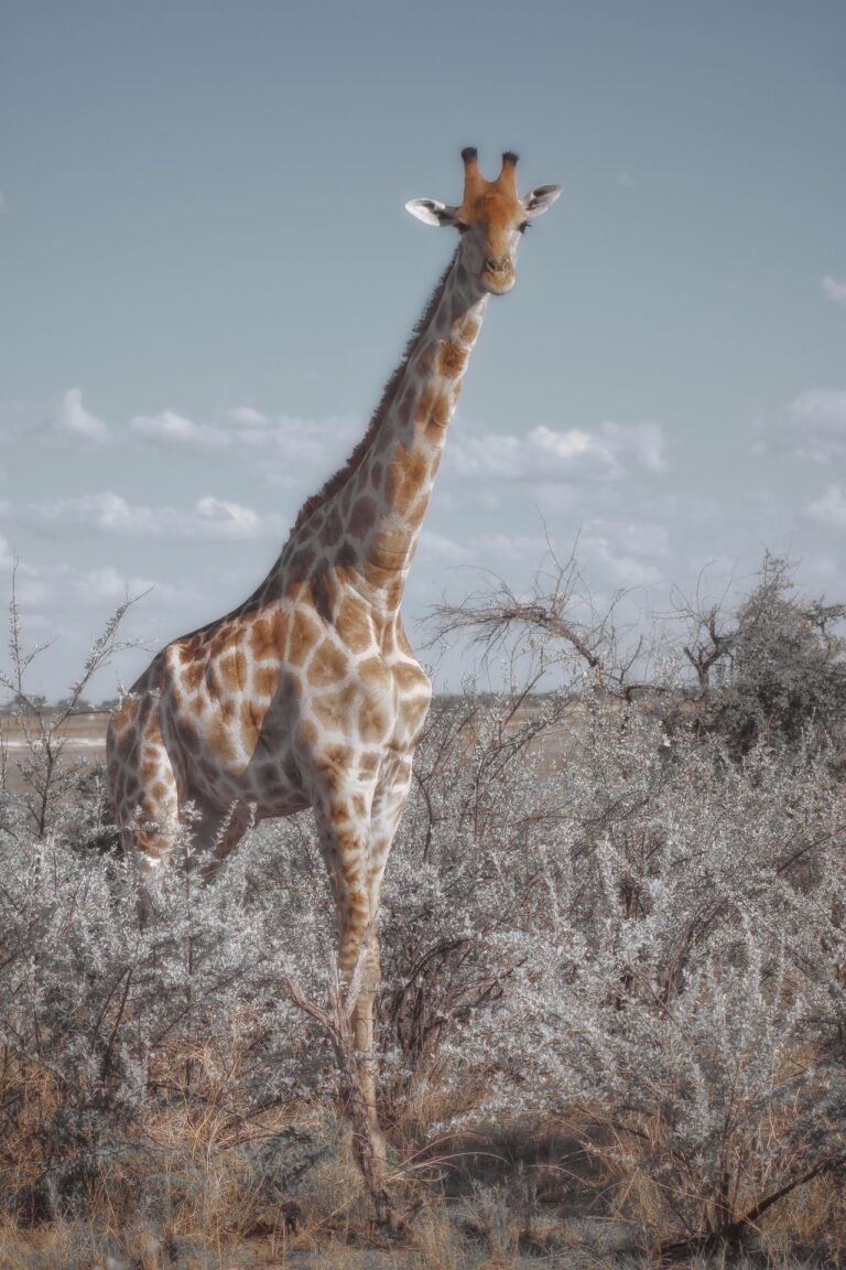 Giraffes ESL Worksheet — Elementary Level C Reading PDF