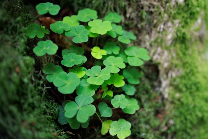 good luck idioms English expressions ESL learners