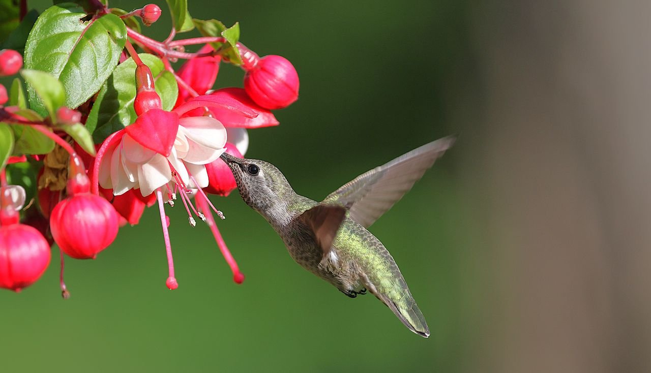 A hummingbird hovering mid-air near tropical flowers