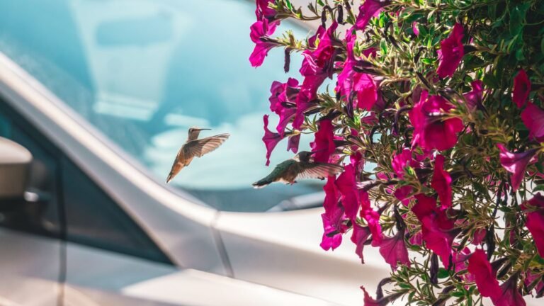 Hummingbirds ESL Worksheet — Elementary Level C Reading PDF
