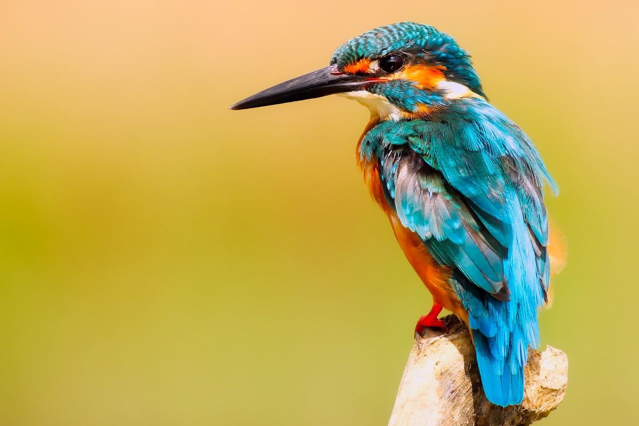 Kill two birds with one stone - 一石二鳥 - English idiom