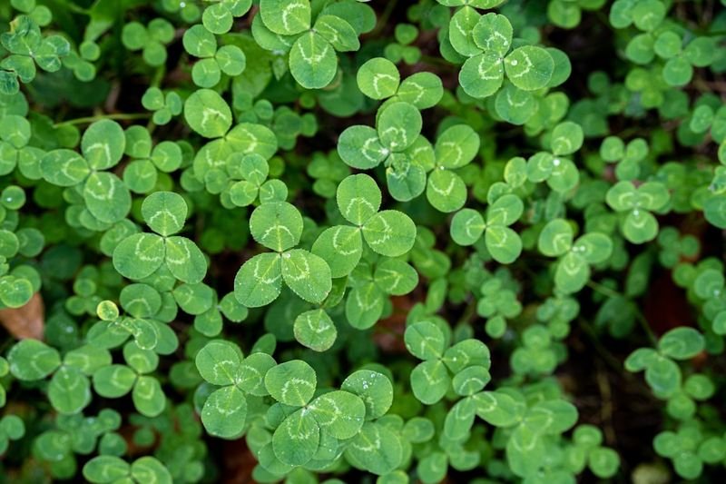 learn English luck idioms for Taiwan ESL learners