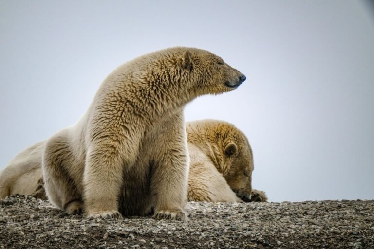 Polar Bears ESL Worksheet — Advanced Level F Reading PDF