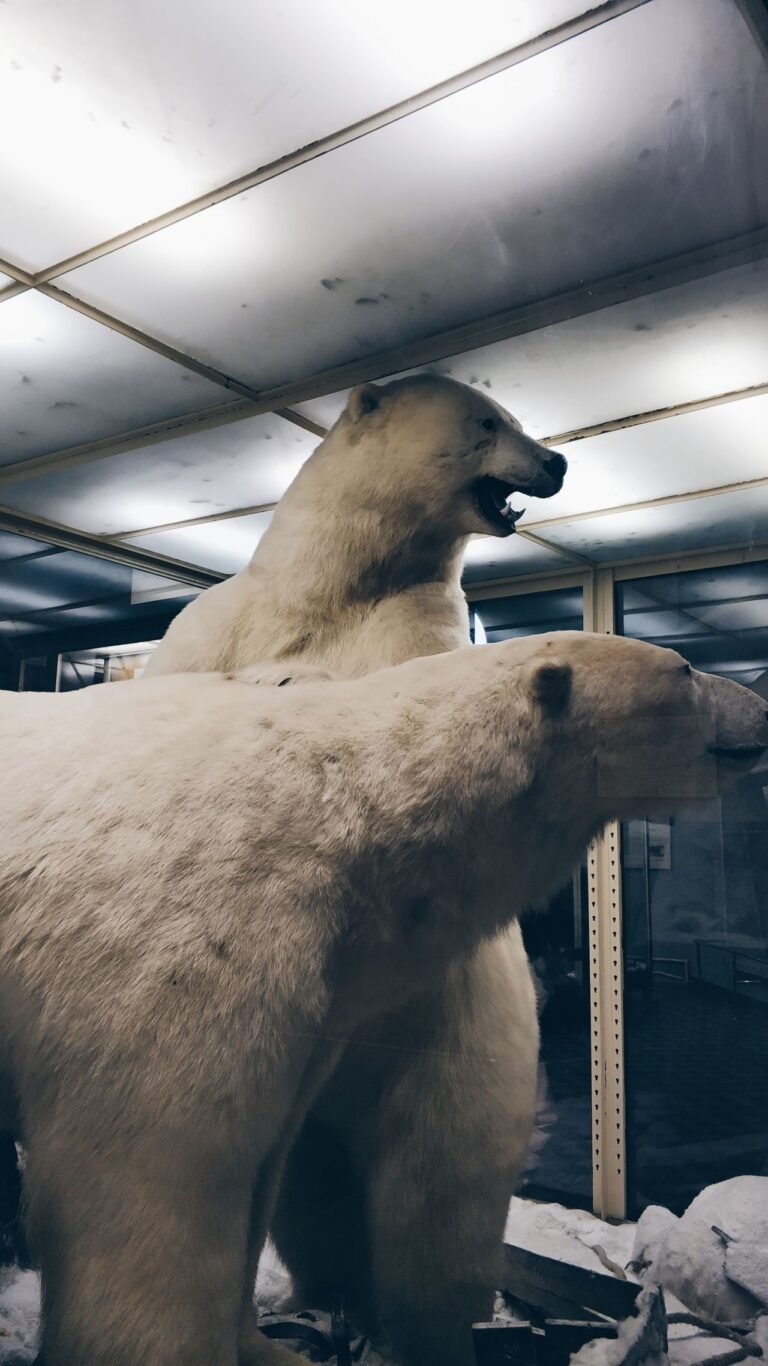 Polar Bears ESL Worksheet — Elementary Level C Reading PDF