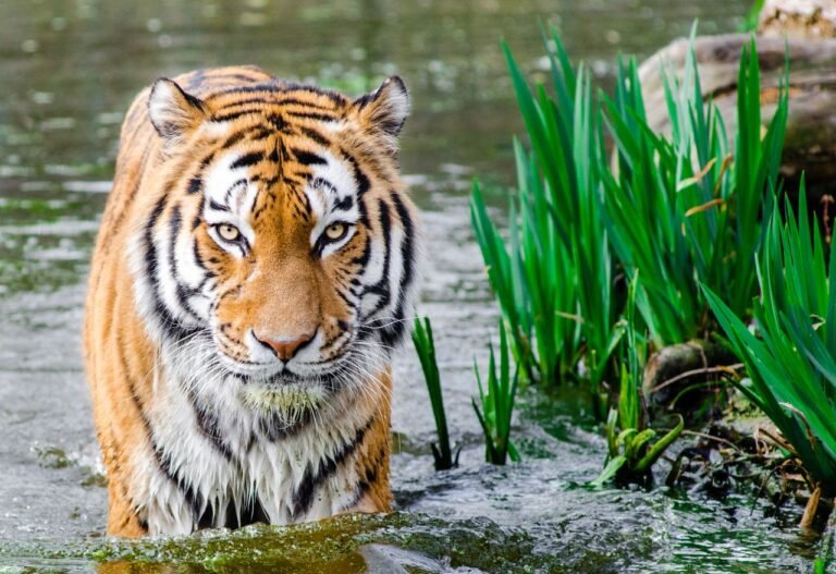 Tigers ESL Worksheet — Elementary Level C Reading PDF