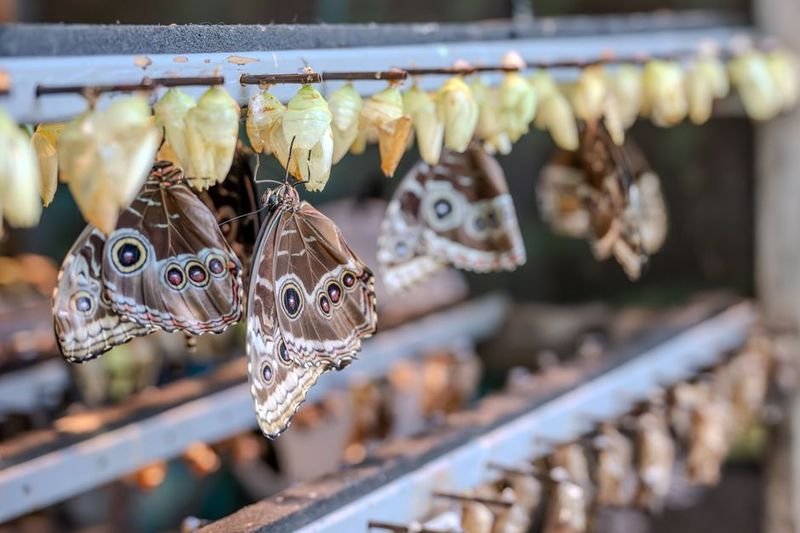 Butterflies emerging from chrysalis — turn into phrasal verb meaning to transform (turn into 變成 片語)