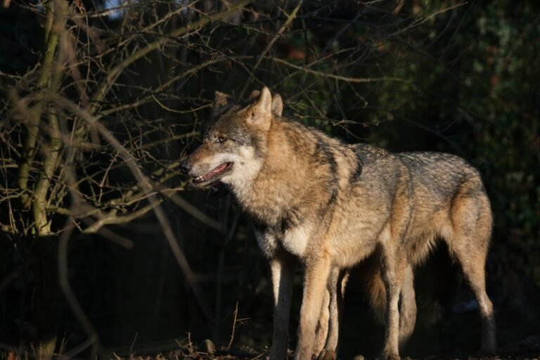 Wolves ESL Worksheet — Advanced Level F Reading PDF