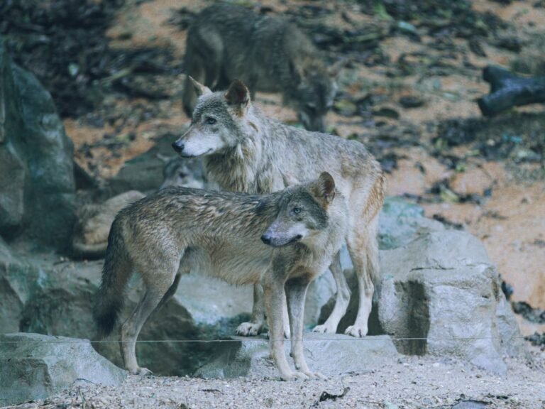 Wolves ESL Worksheet — Elementary Level C Reading PDF
